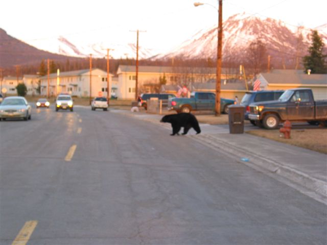 Bears always have the right of way!!