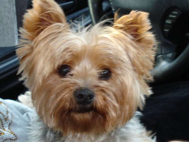 my yorki ....papa...the son i never had..lol