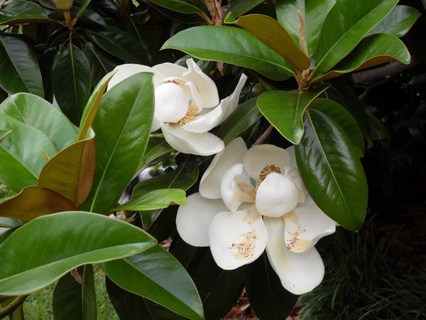 Magnolias