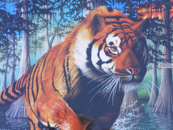 GSU Tiger On The Prowl !