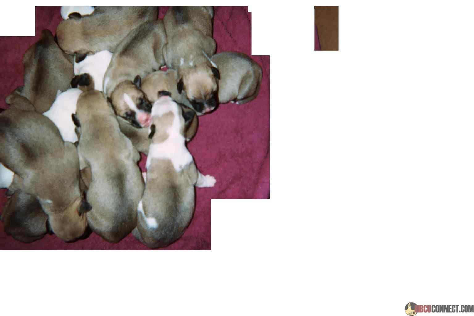 Star Baby-Puppies