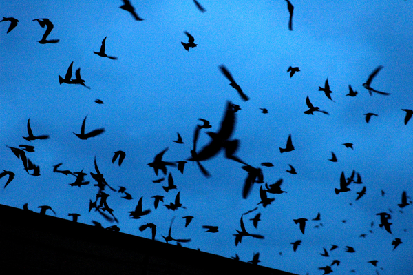 The Purple Martins Visit Richmond, VA