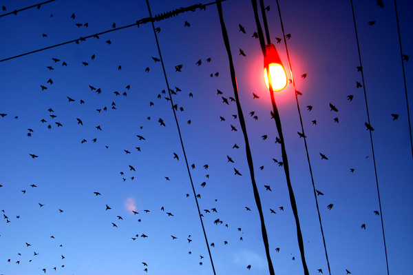 The Purple Martins Visit Richmond, VA