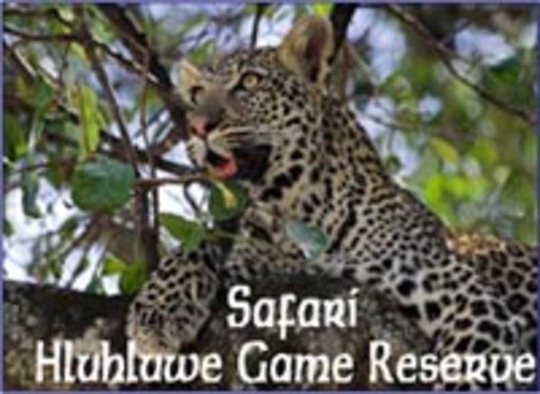 Zambia, Durban, SA & Swaziland - December 5-15, 2011