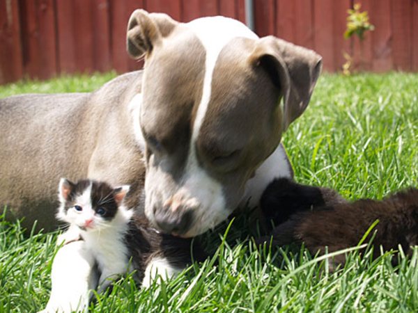 Abandoned pit bull found tied to Antioch railroad track