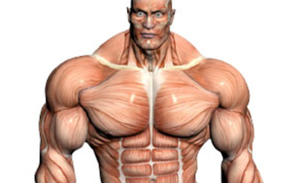 How to Maximize Muscle Gainsi ,,,,,,,,,Im over at my brothers keeper .com posting !!