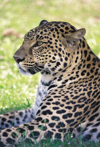 JAGUARS News: Two SU reps part of Homeland Security Summer Program