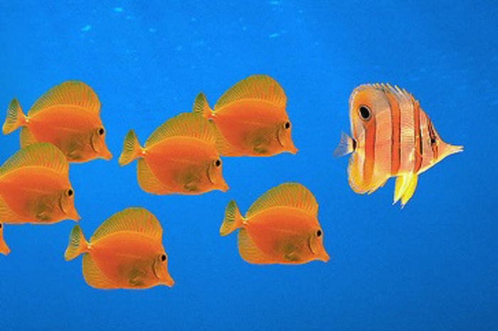 When My Graduate Mentor Moved�and I Followed