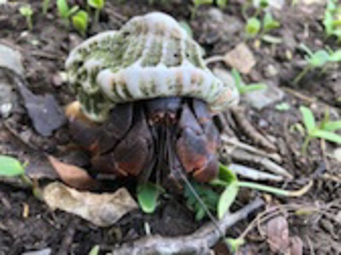 Soldier Crab Housing