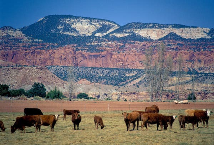 Grants Manager and Editor wanted to join the Grand Canyon Trust staff!