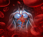 What Is Cardiovascular Disease?