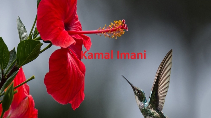 What is Your Purpose in Life Kamal Imani