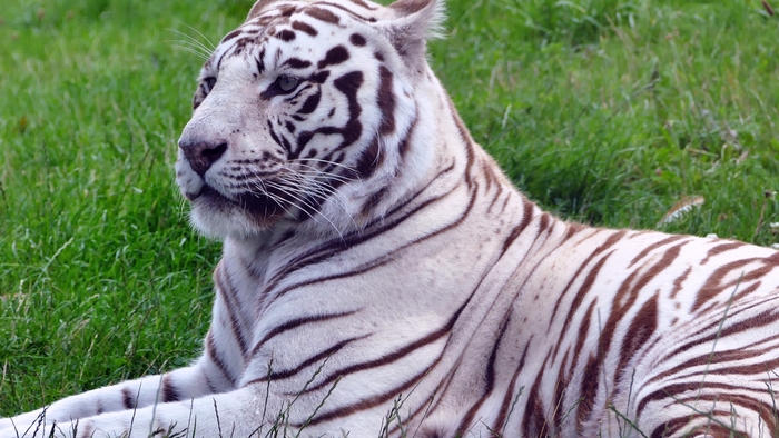 Motivation-Beware of the Paper Tigers