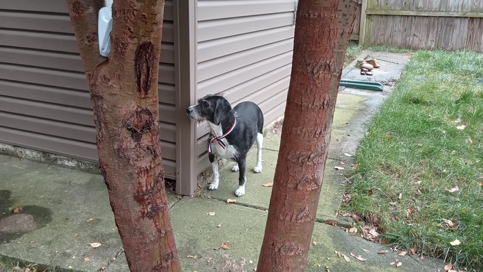 NEVER ALONE: Hug a Tree in  the RaiN