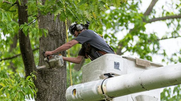 4 Things You Should Know About Tree Removal Services