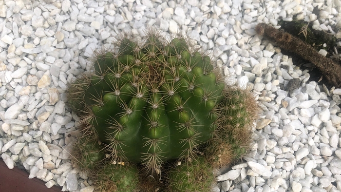 5 Reasons You Should Be Drinking Cactus Juice