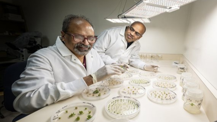 West Virginia State University and West Virginia University Collaborate on AI Pepper Project