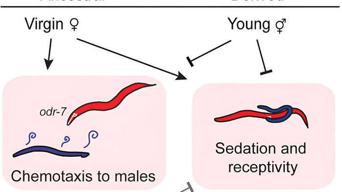 Study on mating behaviors offers clues into the evolution of attraction