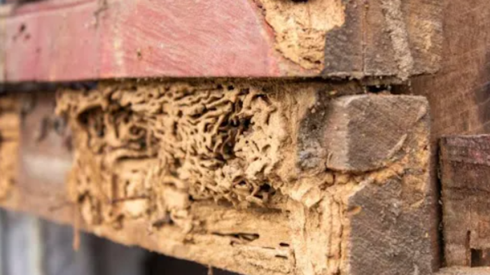 Termite Damage? 4 Steps to Treatment