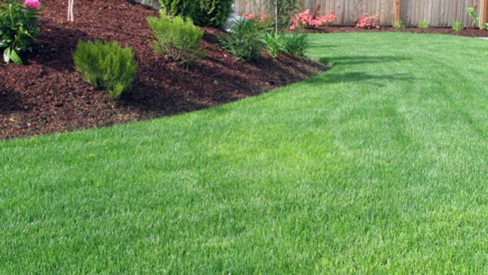 Where to Look for Quality Lawn Care Services 