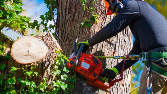 4 Money Saving Tips When Seeking Tree Removal