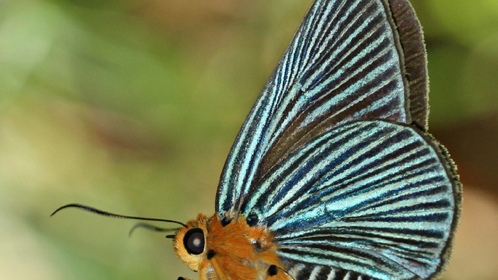For the Biology and Science Majors: Butterflies in China