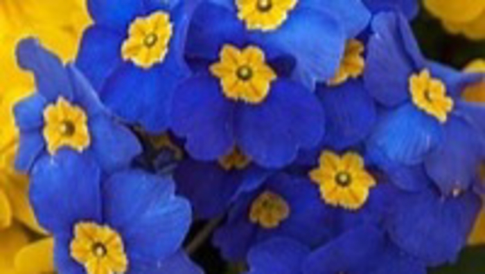 How to Grow and Care for Primroses