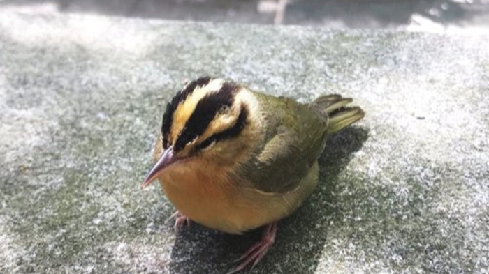 PROJECT SAFE FLIGHT Info Session 1