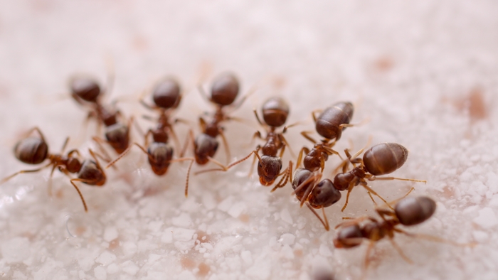 When To Call in the Pros: Professional Ant Pest Control Explained