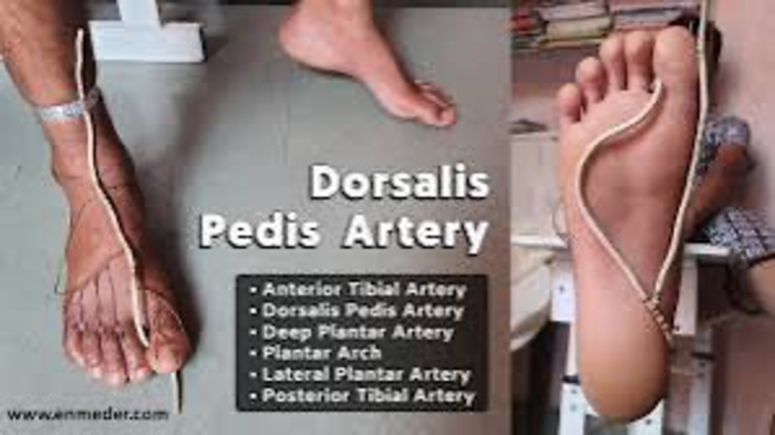 We are so into Anatomy: What can we do to protect honor and enhance our Doralis Pedis Artery