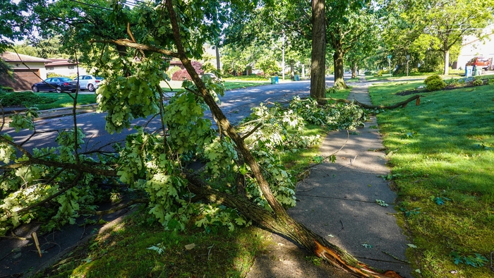 How Professional Tree Removal Enhances Your Property�s Appeal