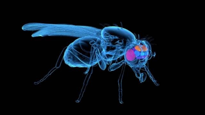 Mapping an entire (fly) brain: A step toward understanding diseases of the human brain