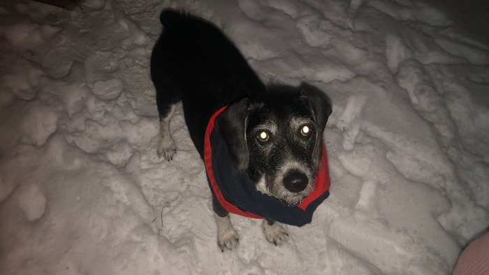 Mascot Team HBCU Aroooobarrkk