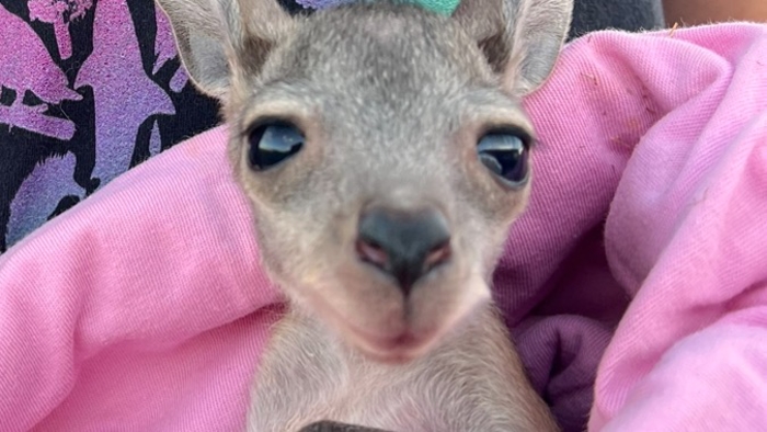 Hello Mate Is Australia commanding our attention Allies to Marsupials