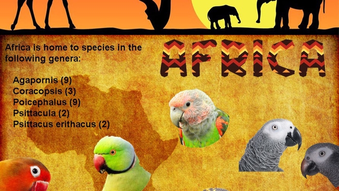 A voice for Wildlife AFRICAN MACAWS