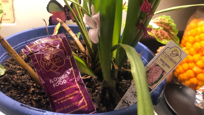 Plants and Flowers most favored for Chinese New Year