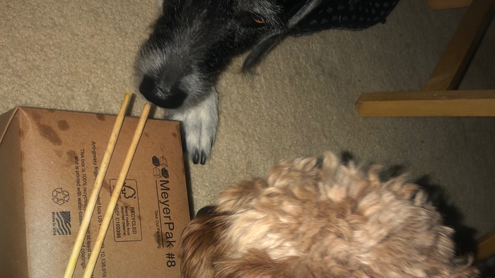 What�s in my Doggie Boks