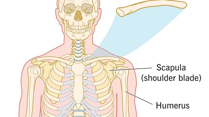 Maintaining Good Bones: Your clavicle (collarbone) is a part of your skeletal system that connects your arm to your body.