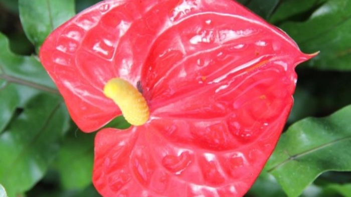 Plant of the Month: Anthurium