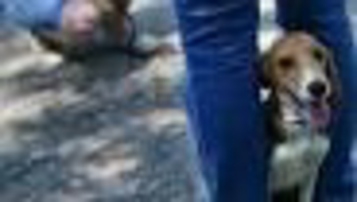 Wanted: new homes for cats, dogs during National Adoption Week