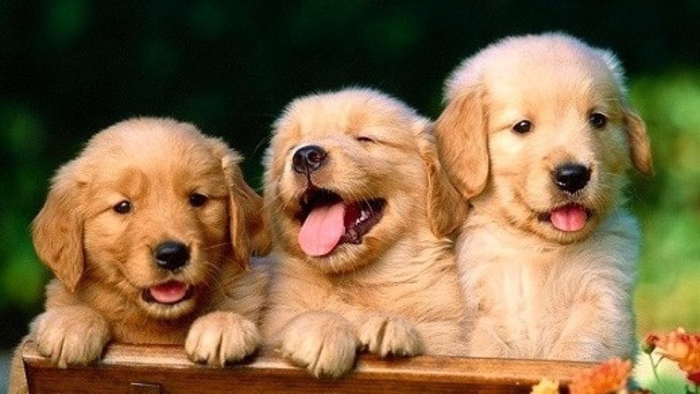 A comprehensive guide on training your puppy from biting