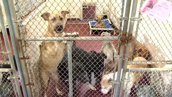 Fulton County shelter declares emergency, says there�s no space left for dogs