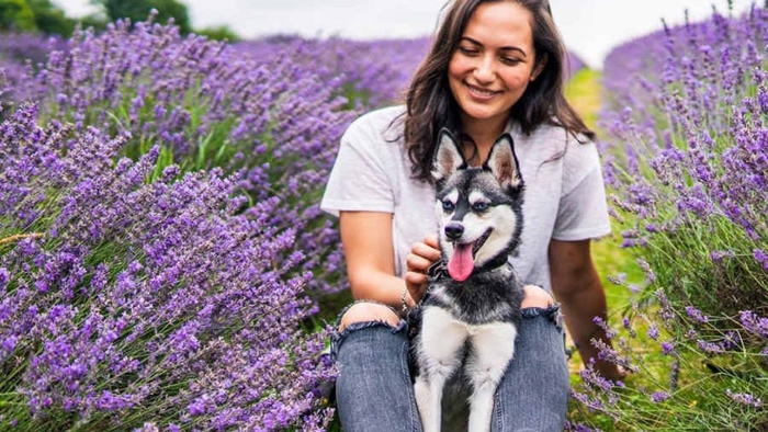 Life With Klee Kai Questions & Answers