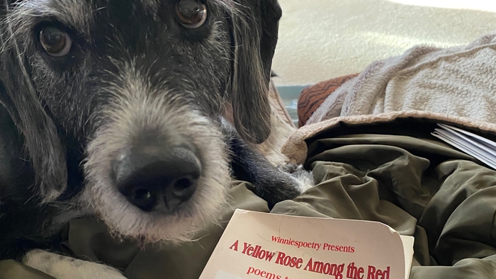 Yellow Roses = Friend in me