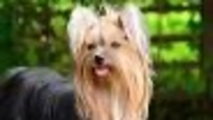 23 Best Small Dog Breeds for Families: Info, Pictures & Personalities