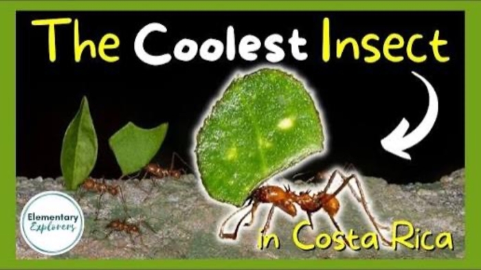 All About Leaf Cutter Ants!! - La Fortuna, Costa Rica