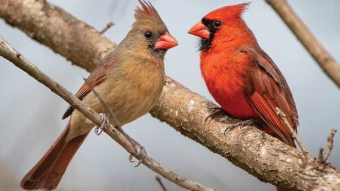 No Angry Birds Here just Born Again Birds