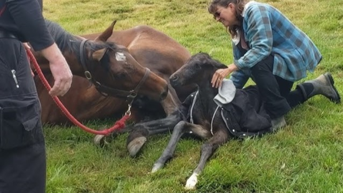 Come On Mama You Can Do It...With thee help of a Tuskegee University Veterinarian 