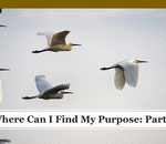 Where Can I Find My Purpose: Part II