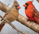 No Angry Birds Here just Born Again Birds